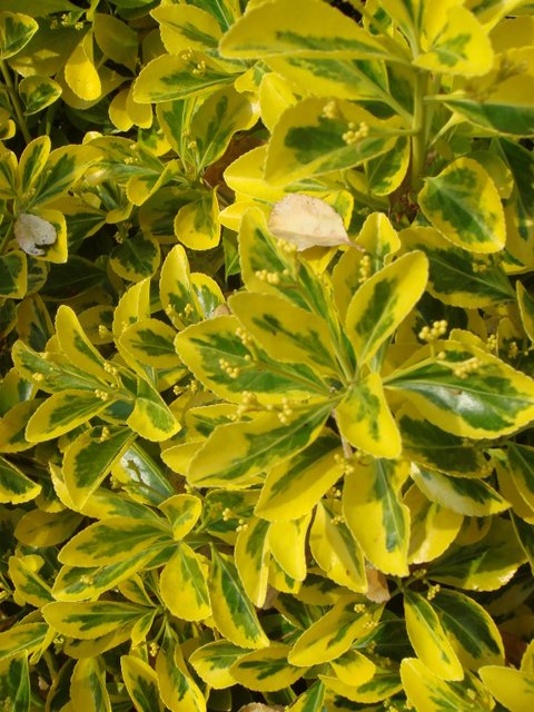 Euonymus japonicus 'Aureus' jeune feuille P14 P16 P29